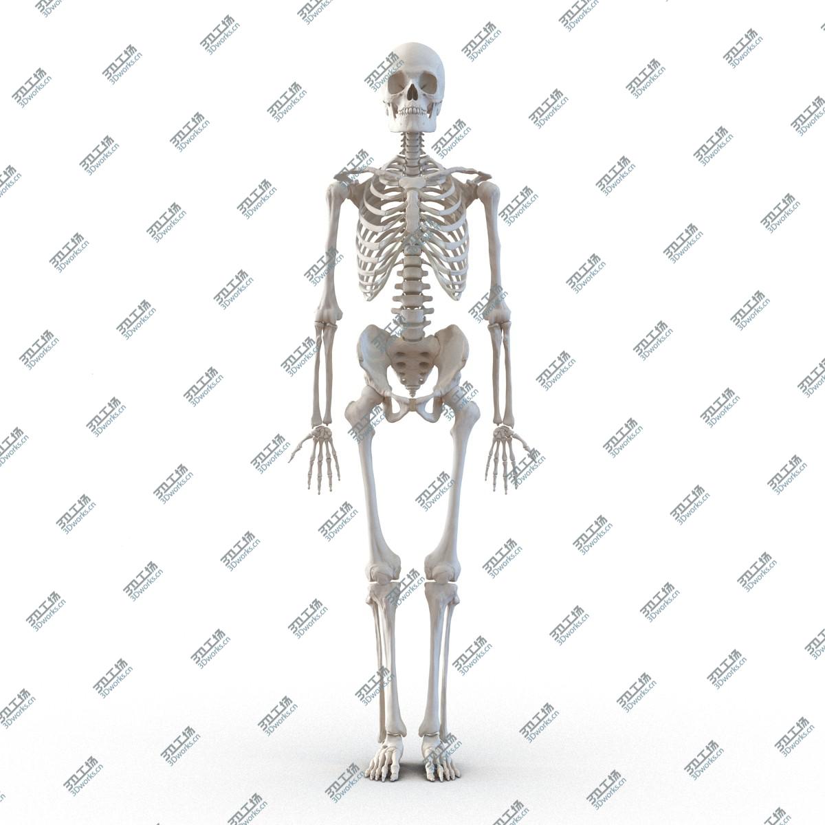 images/goods_img/202104022/Human Male Skeleton Rigged for Maya/2.jpg